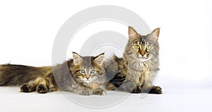 Brown Tortie Blotched Tabby Maine Coon Domestic Cat, Female and Kitten laying against White Background, Normandy in France
