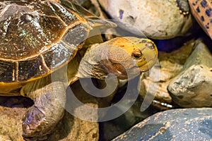 Brown tortoise with big eyes on the rocks