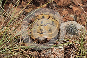 Brown tortoise in natural environment, Turkey