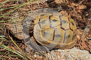 Brown tortoise in natural environment, Turkey