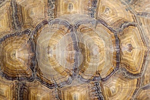 Photo of brown tortoise shell pattern. Top view