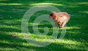 A brown toy poodle close up