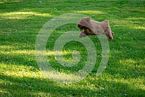 A brown toy poodle close up