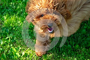 A brown toy poodle close up
