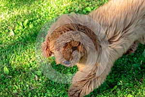 A brown toy poodle close up