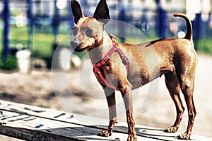 Brown Toy Terrier outside