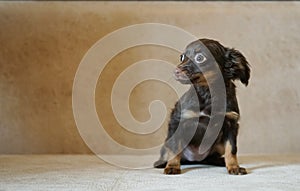 Brown toy terrier. Russian toy terrier on beige background.