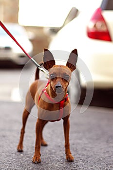 Brown Toy Terrier on the walk