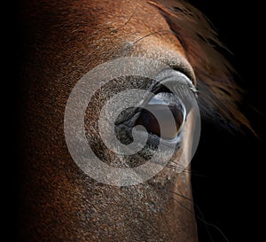 Brown tragic horse head eyes. A closeup portrait of the face of a horse