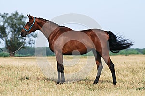 Brown trakehner horse