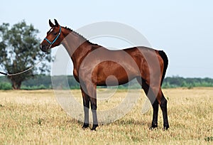 Brown trakehner horse photo