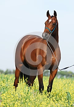 Brown trakehner horse photo