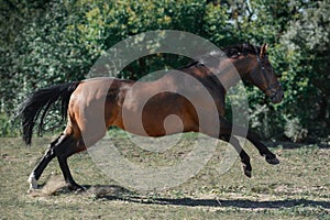 The brown trakehner sport horse free jumps on freedom in summer