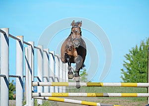 The brown trakehner sport horse free jumps over a hurdle on sky background. Front view