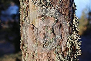 Brown Tree Bark with Lichen on It, Closeup Image