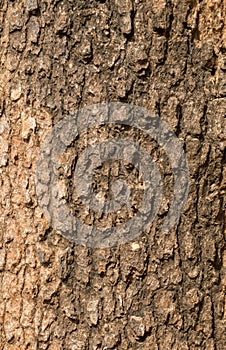 Brown tree bark pattern
