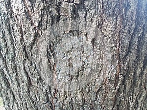 Brown tree bark with slug slime on it