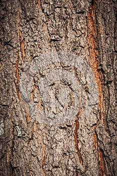 Brown tree bark texture