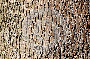 Brown tree bark texture in landscape orientation