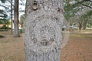 Brown tree bark on trunk with pine needles