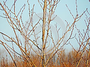 Brown tree branches against clear grey sky