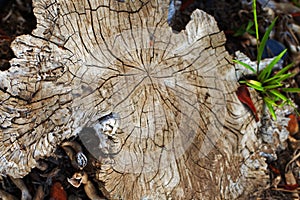 Brown Tree Crosscut Stump Texture Background