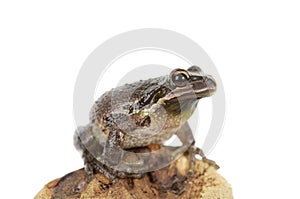 Brown tree frog