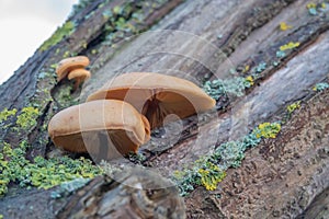 brown tree fungus grows on a moss-covered tree trunk