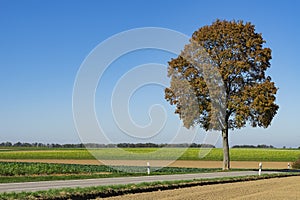 Brown tree in landscape in Weil, along route called Romantic Road, Germany
