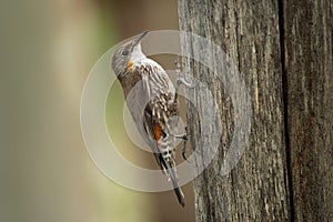 Brown Treecreeper - Climacteris picumnus small bird, largest Australasian treecreeper, endemic to eastern Australia, Cape York, Qu