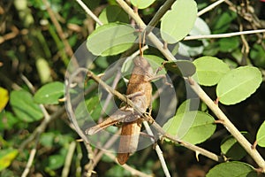 Brown tropical grasshopper on plant, closeup