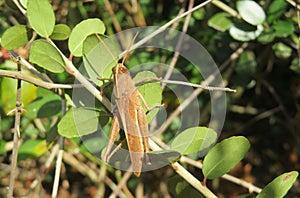 Brown tropical grasshopper on plant, closeup