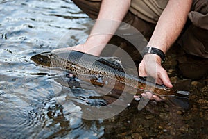 Brown Trout