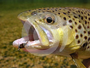 Brown trout