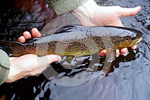 Brown trout