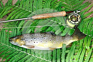 Brown trout