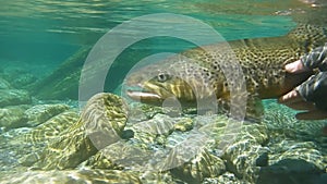 Brown trout