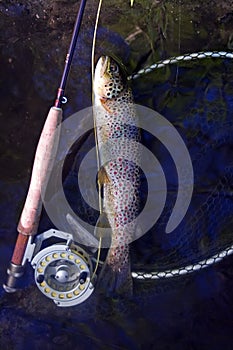 Brown trout