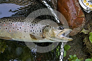 Brown trout