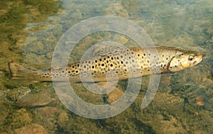 Brown trout