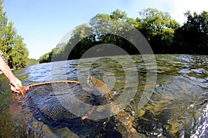 Brown trout being caught in fishing net