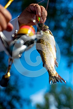 Brown trout being caught in fishing net. Fly fishing. Fisherman and trophy trout. Fly rod and reel with a brown trout