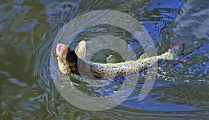 Brown trout caught on fly