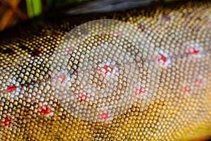 Brown trout close up