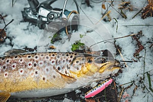 Brown trout close-up. Trout fishing