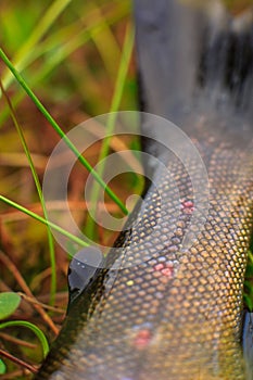 Brown trout detail close up