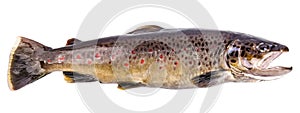 Brown trout fish