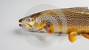 The brown trout fish. AI generated