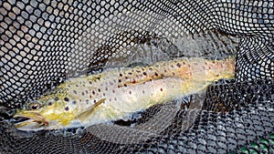 A brown trout in a fishing net and water with a fly in it`s mouth