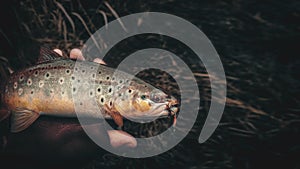 Brown trout in the hand of a fisherman. Spinning fishing